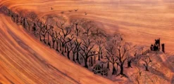 Five Crows - Greetings Card